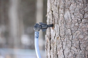 A tapped tree